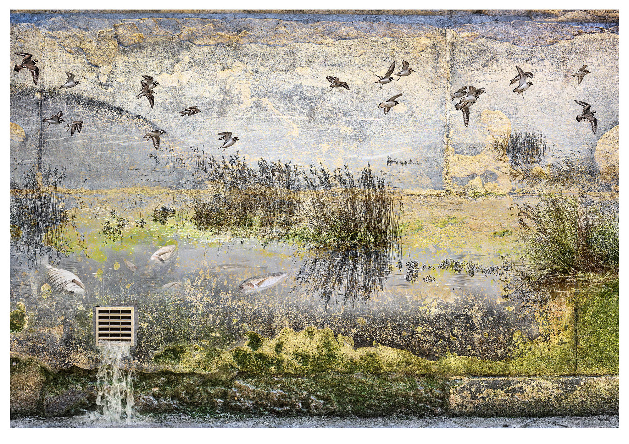 crumbling plaster wall, with overlaid photograph of ruined casle tower, a hawk hunts flock of crows: a surreal marative 